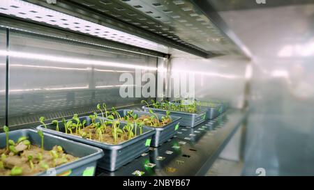 coltivazione di giovani germogli verdi nel terreno, in scatoline, su scaffali di una speciale camera, in un moderno laboratorio intelligente. semi germinanti crescenti di grani vari, raccolti di allevamento,. Foto di alta qualità Foto Stock