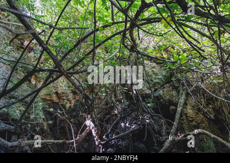 Grotta naturale delle terme di Afrodite Botanical Garden nella foresta nazionale di Akamas sulla penisola di Akamas, Paphos District a Cipro Foto Stock