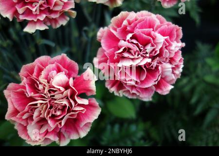 Garofani rosa e bianco 'Dianthus Caryophyllus' (Kieron) Fiori in mostra al Southport Flower Show, Merseyside, Lancashire, Inghilterra, UK. Foto Stock