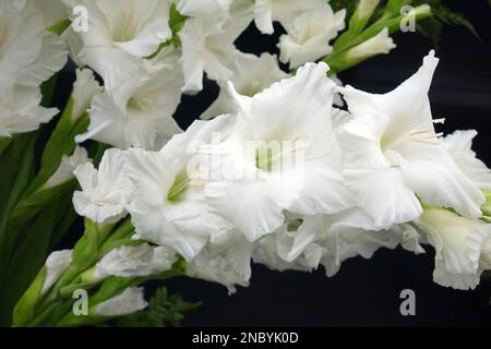 Un mazzo di fiori bianchi di Lilium 'essenziale' in mostra al Southport Flower Show, Merseyside, Lancashire, Inghilterra, Regno Unito. Foto Stock