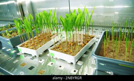 coltivazione di giovani germogli verdi nel terreno, in scatoline, su scaffali di una speciale camera, in un moderno laboratorio intelligente. semi germinanti crescenti di grani vari, raccolti di allevamento,. Foto di alta qualità Foto Stock