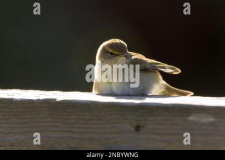 Chiffchaff collybita Phylloscopus, verde grigiastro sopra giallo pallido sotto le gambe scure becco fine e striatura pallida sopra gli occhi che riposano dal mosca che cattura Foto Stock