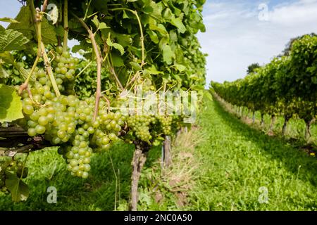 Filari di piante viticole nel campo che crescono in un vigneto con uve bianche appese a grappoli. Primo piano alla luce del giorno in una giornata di sole Foto Stock