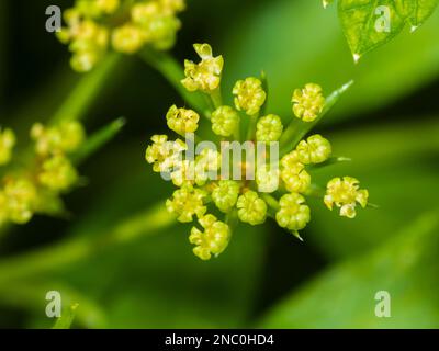 Piccoli fiori verdi nell'ombelico dell'erba di prezzemolo biennale, Petroselinum crispum var. napolitanum Foto Stock