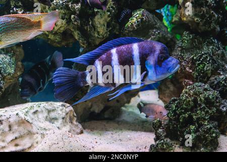 Cyphotilapia frontosa pesce chiamato di fronte cichlid in acquario Foto Stock