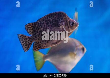 Scatophagus argus pesce argus chiamato scat macchiato o pesce farfalla in acquario Foto Stock