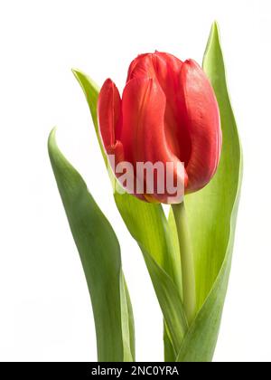 Primo piano di un fiore rosso solitario di tulipano, fotografato su uno sfondo bianco Foto Stock