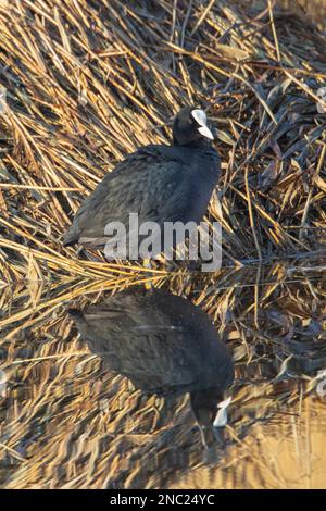 Un coot in piedi su di esso è nido a RSPC Lakenheath in Norfolk Inghilterra, febbraio 2023 Foto Stock