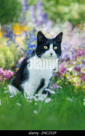 Carino gatto, motivo tuxedo bicolore bianco e nero, europeo Shorthair, seduto curiosamente in un colorato giardino fiorito in estate, Germania Foto Stock