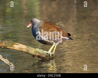 Moorhen riposante su un ramo in un lago Foto Stock