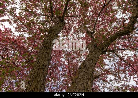 Una vista verso l'alto sotto gli anziani alberi di granchio. Foto Stock