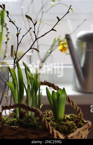 Spring shoots of Narcissus and Hyacinth planted in wicker basket at home, closeup Foto Stock