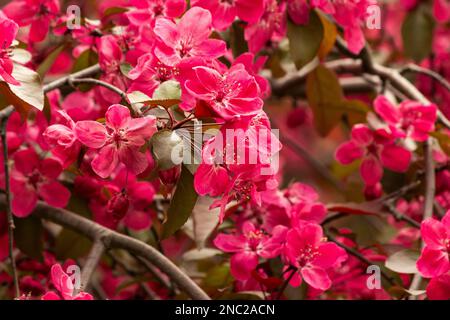 Un primo piano di fuchsia fiorisce in primavera. Foto Stock