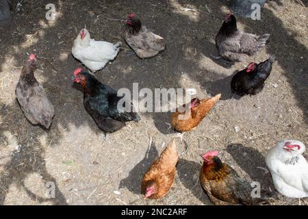 Le galline si nutrono del tradizionale cortile rurale nelle giornate di sole Foto Stock