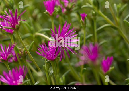 Molti bei fiori rosa di pianta di ghiaccio. Foto Stock