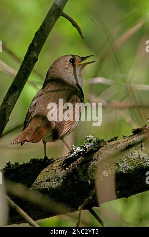 Thrush Nightingale (Luscinia luscinia) maschio arroccato in densa copertura cantando la Polonia Maggio Foto Stock