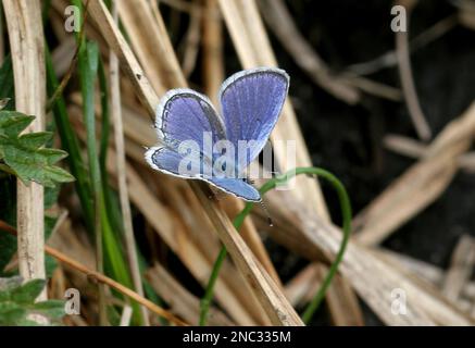 Farfalla blu a coda corta (Everes Argiades) maschio adulto a riposo con ali aperte Polonia Maggio Foto Stock