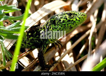 Sand Lizard (Lacerta agilis) primo piano della Polonia maschile Maggio Foto Stock