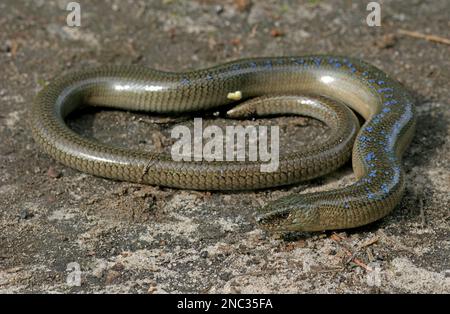 Worm lento (Anguis fragilis) adulto maschio sunning Polonia Maggio Foto Stock