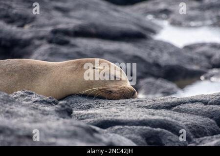 Un leone marino che dorme sulla roccia vulcanica sull'isola di Santiago (Isla Santiago) nelle Galapagos, Ecuador. Foto Stock