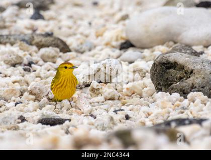 Un guerriero giallo sulla spiaggia di Isla Genovesa (Isola di Genovesa) nelle Galapagos, Ecuador. Foto Stock