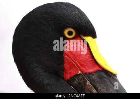 ritratto di un esotico cicogna africana colore nero giallo e rosso Foto Stock