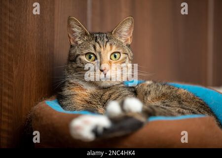 Il gatto si trova sul suo letto nella casa e guarda direttamente nella macchina fotografica. Foto Stock