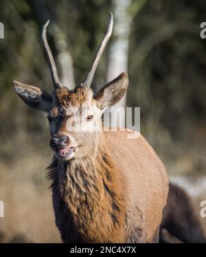 Un giovane stordimento Red Deer Buck nel sole d'inverno, vagare e pascolare in erica Foto Stock