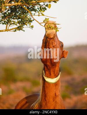 Nuovo pony forestale che si estende verso l'alto per raggiungere le foglie sui rami pendenti più bassi di un albero agrifoglio Foto Stock