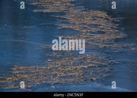 Rami asciutti su ghiaccio, sfondo bello Foto Stock