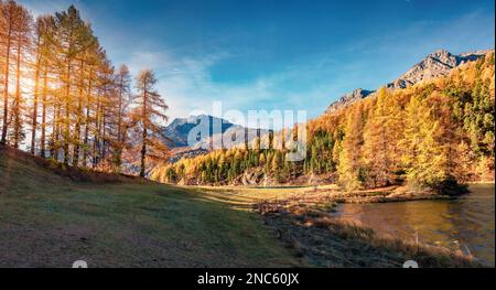 Sorprendente scena autunnale di Sils Lake / Silsersee. Splendida vista mattutina sulle Alpi svizzere, la regione di Maloja, l'alta Engadina, Svizzerpand, l'Europa. Bellezza di Foto Stock