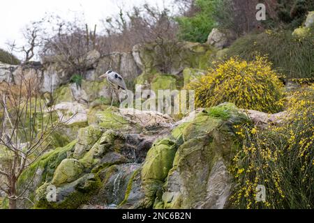 Singolo airone grigio (Ardea cinerea) in piedi su una roccia. Primavera. Foto Stock