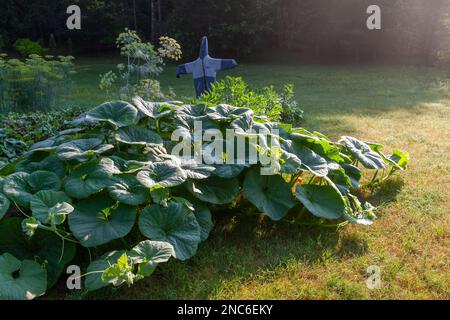 Cottage Giardini, orto rurale, zucca, Polonia Foto Stock