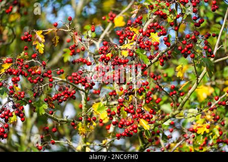 Rosso di bacche di biancospino Foto Stock