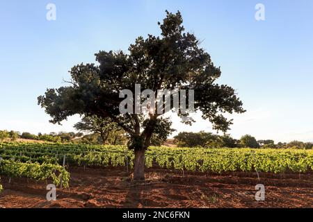 Vecchi vigneti con uve rosse e querce vicino ad una cantina nella zona vinicola del Chianti, Toscana Italia Foto Stock