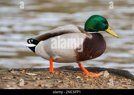 Mallardo maschio, Anas platyrhynchos, anatra selvatica Foto Stock