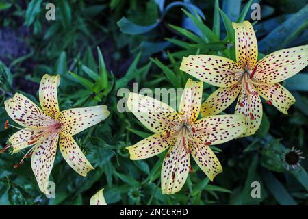 Giglio giallo fiorente in una giornata di sole nel giardino. Un giglio giallo cresce nella aiuola, macchie insolite sul fiore. Cottage giardini. Foto Stock