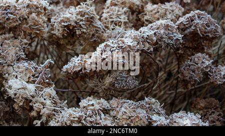 Teste essiccate di fiori di idrangea coperto di gelo mattina. Gelo su rami e fiori. Inverno in un giardino cottage. Cottage giardini. Foto Stock