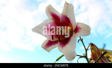 Grande fiore di giglio primo piano con il cielo sullo sfondo. Giardino cottage. Foto Stock