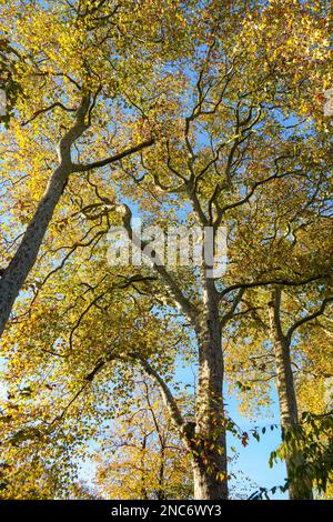 Coloratissime foglie autunnali di aerei londinesi al tramonto Foto Stock