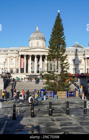 Albero di natale a Trafalgar Square, Londra England Regno Unito Regno Unito Foto Stock