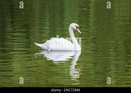 Cigno nuotare in un lago Foto Stock