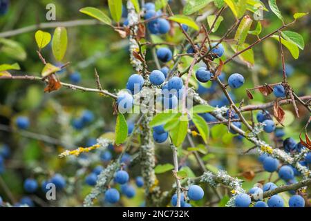 Bacche viola scure sull'albero del Blackthorn, bacche di sloe Foto Stock