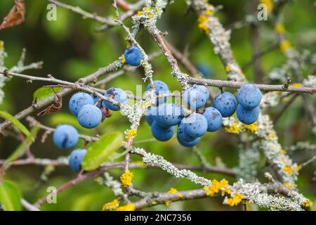 Bacche viola scure sull'albero del Blackthorn, bacche di sloe Foto Stock