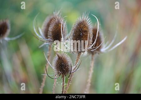 Teste di semi di comune teasel, Dipsacus fullonum Foto Stock