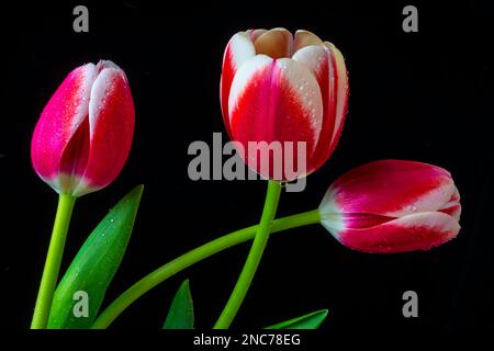 Tre bellissimi tulipani Foto Stock