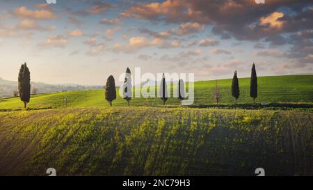 Cipressi lungo una collina al tramonto vicino Pomaia nelle colline pisane. Paesaggio in Toscana, provincia di Pisa, Italia Foto Stock