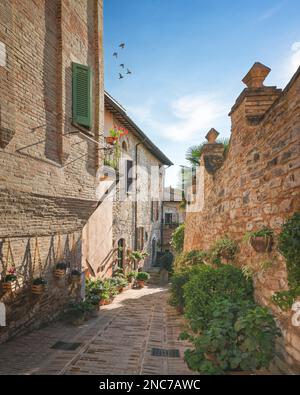 Spello Infiorata Village strada, piante e fiori attaccati alle mura. Perugia, Umbria, Italia, Europa. Foto Stock