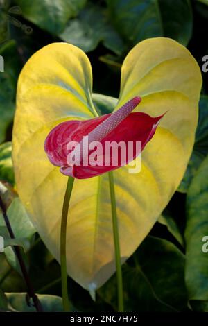 Fiorente canna indica, shot indiano, Arrowroot africano, canna commestibile, arrowroot viola, primo piano. Tenero, Isole Canarie, Spagna, sole invernale Foto Stock