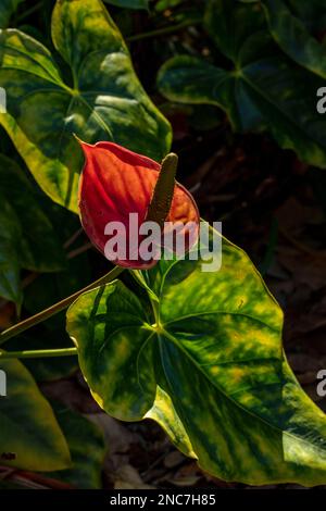 Fiorente canna indica, shot indiano, Arrowroot africano, canna commestibile, arrowroot viola, primo piano. Tenero, Isole Canarie, Spagna, sole invernale Foto Stock